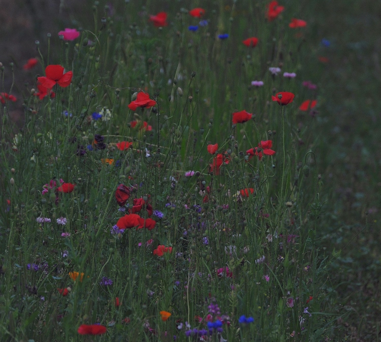 wildflowers
